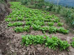 -小八仙·宴(三峡茶庄店)