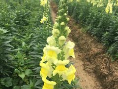 -广东花都香草世界旅游度假区