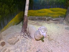 -正佳雨林生态植物园