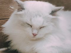 -瞄一喵猫咖(格力海岸店)
