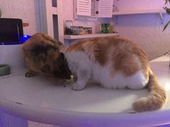 -Sirena海妖日咖夜酒