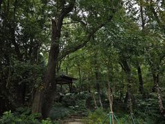 -广州市石门国家森林公园