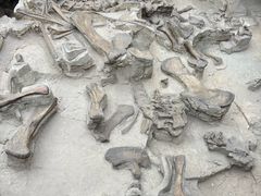 -自贡恐龙博物馆