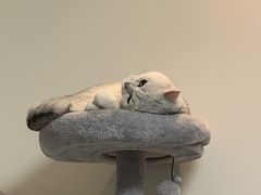 -PETKIT小佩宠物·低压洗护(国顺东路店)