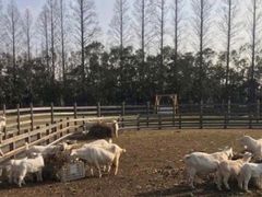 -前小桔亲子创意农场·草莓采摘·露营烧烤