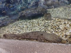 -上海海洋水族馆