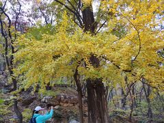 -北京上方山国家森林公园