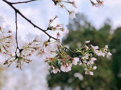 -武汉大学-樱园