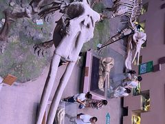 -陕西自然博物馆