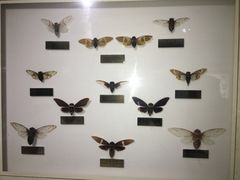 -上海昆虫博物馆