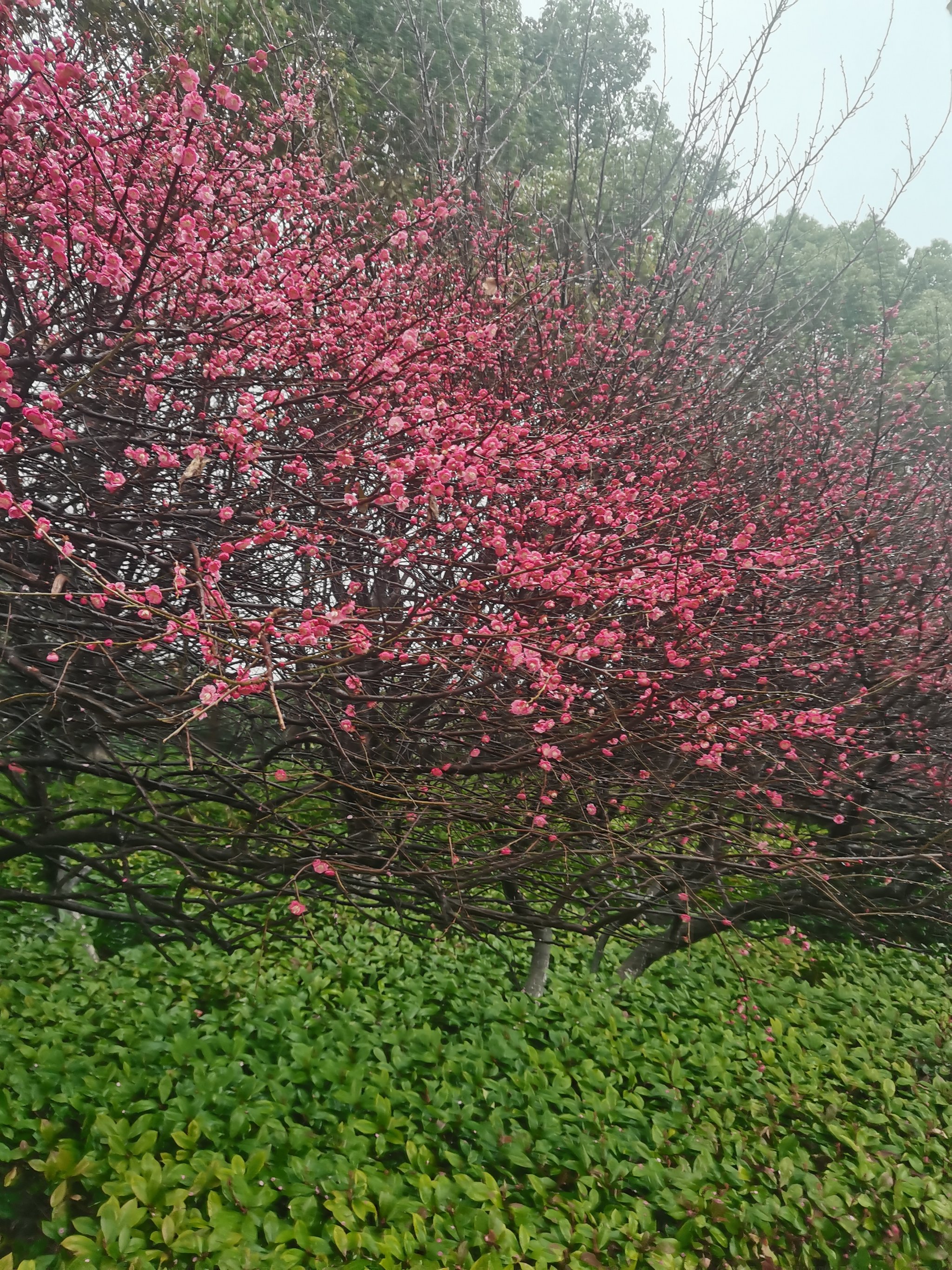 赞美雨后梅花图片