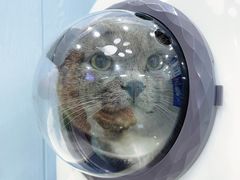 -纳吉亚猫专科动物诊疗中心(蒋宅口分院)