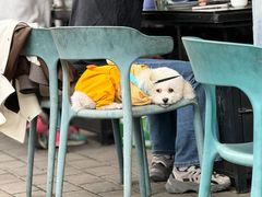 -都江堰石锅鱼