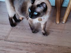 -有猫主题·治愈系猫咖(曾厝垵店)