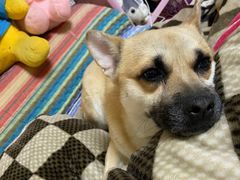 -西安京西宠物医院·瘫痪·疑难杂症