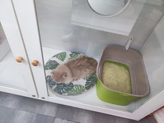 -青奢宠物·青奢猫舍