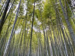 -缙云山景区