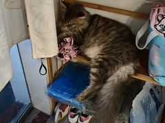 -楼上猫咖(罗湖店)