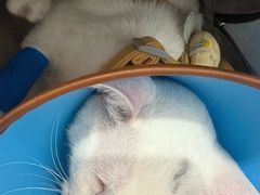 -守诺宠物医院·眼科· 神经外科·爬宠专科(虹口店)