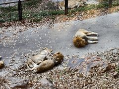 -大连森林动物园