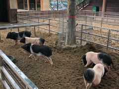 -北戴河集发农业梦想王国