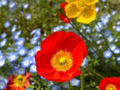 -上海共青森林公园