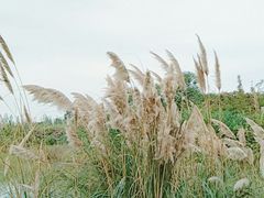 -白鹭湾湿地公园