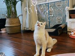 -纳吉亚猫专科动物医院博雅分院