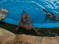 -芜湖新华联大白鲸海洋公园