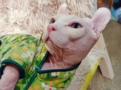 -MOCHA明星猫咖(田子坊店)