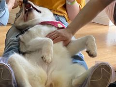 -Husky Go! 哈士奇体验馆·宠物咖啡厅狗咖