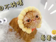 -comecome来吧宠物(奥克斯中心店)