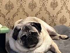 -宠颐生汉谟拉比宠物医院