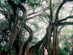 -瑞丽独树成林风景区