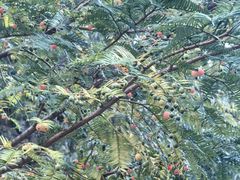 -天目山大树王景区