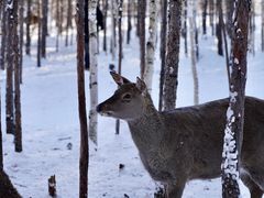 -北极村旅游风景区