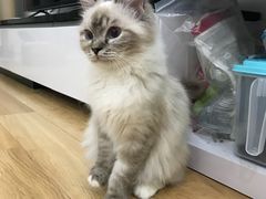 -Bastet sally猫舍购宠(静安店)