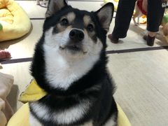 -逗柴咖啡屋·狗咖猫咖宠物桌游