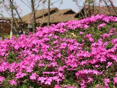 -杏花村文化旅游区