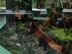 -国家自然博物馆