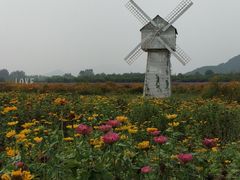 -北京东方普罗旺斯薰衣草庄园