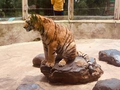-云南野生动物园
