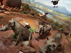 -陕西自然博物馆