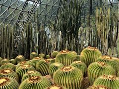 -深圳仙湖植物园