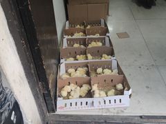 -葑门横街