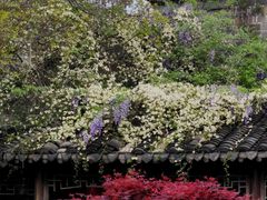 -芥子园