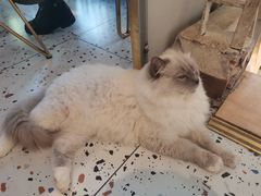 -喵喵咪呀布偶猫咖(春熙路店)