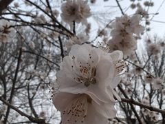 -桃花堤公园