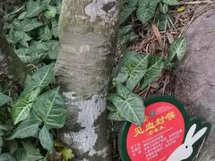 -呀诺达热带雨林