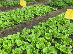 -上海多利农业发展有限公司